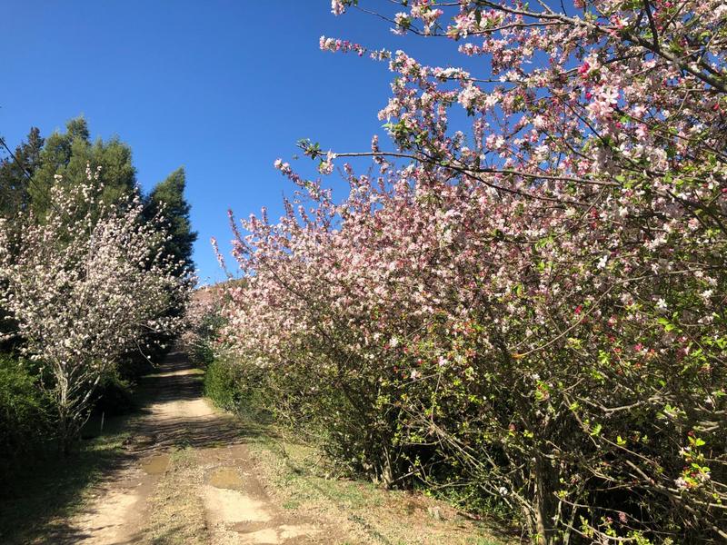 0 Bedroom Property for Sale in Hogsback Eastern Cape